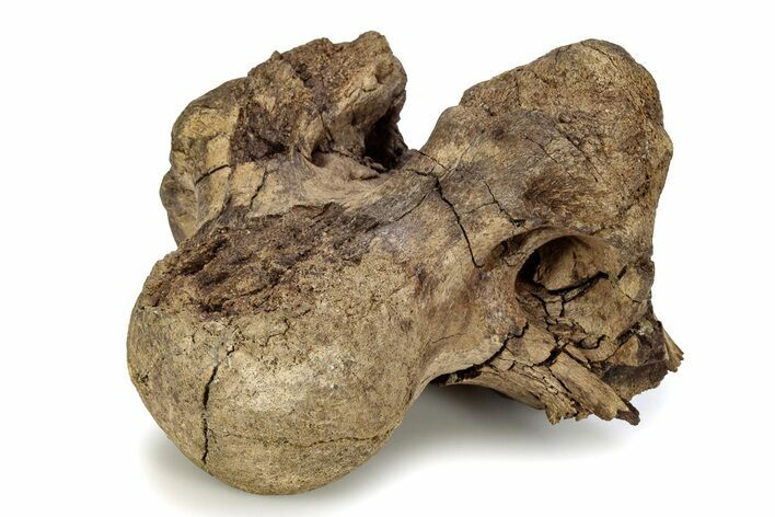 Fossil Triceratops Skull Section with Occipital Condyle - Wyoming #356926